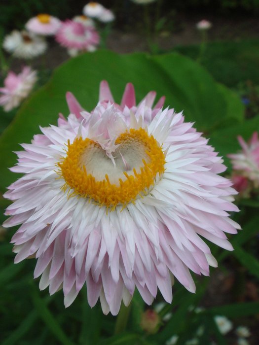 Helichrysum bracteatum 'Flore Pleno rose argente' fleur